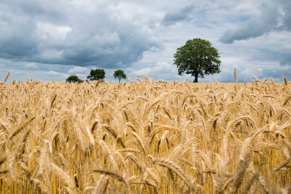 agricultura