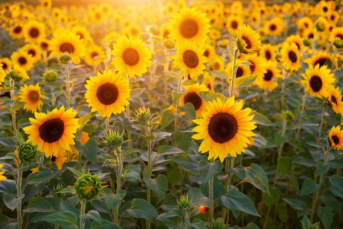 girasoles