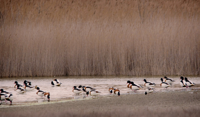laguna de la albardiosa 1